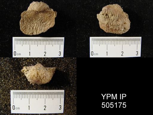 Pustula nebrascensis