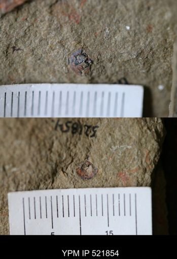 undet. Brachiopoda