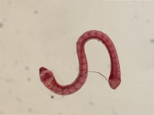 Megadrilus purpureus