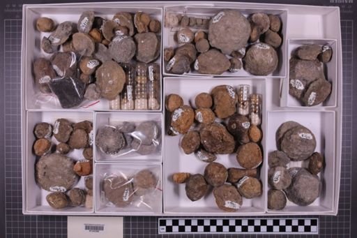 mixed taxa, stratigraphic collection