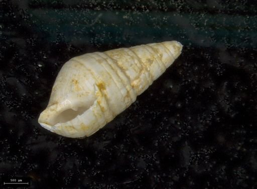 Odostomia impressa