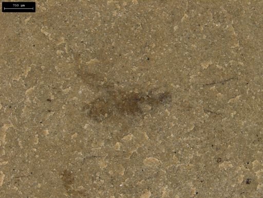 taxon undetermined