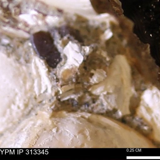 Corbicula sp.