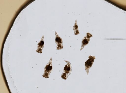 Epiphanes senta