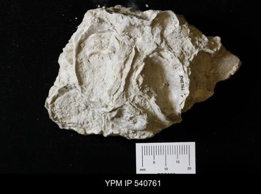 Exogyra sp.