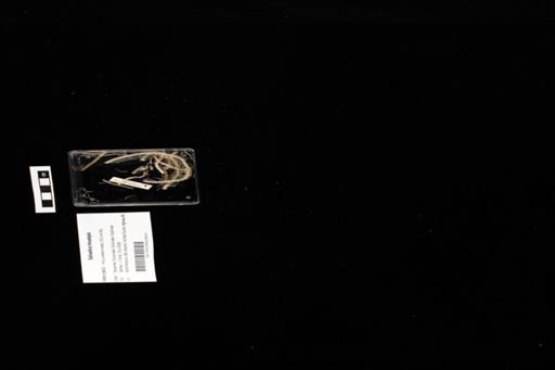 Salvadora hexalepis
