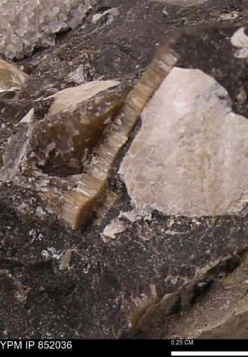 undet. Inoceramidae