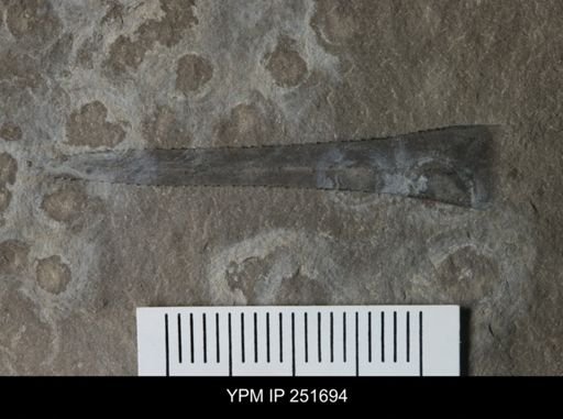 Eurypterus sp.