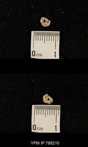 undet. Crinoidea
