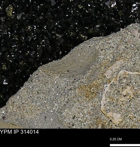 undet. Mollusca
