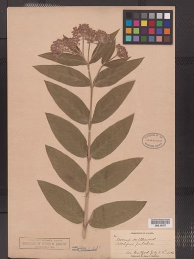 Asclepias incarnata pulchra
