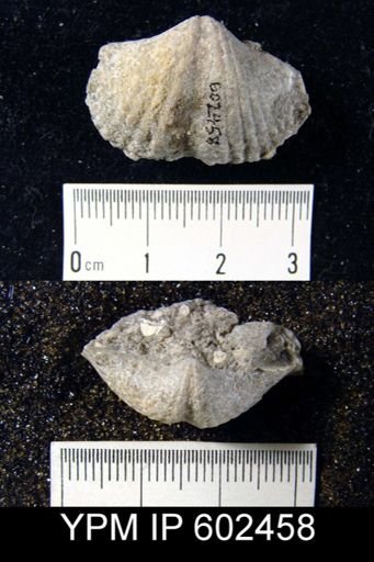 Spirifer concinnus