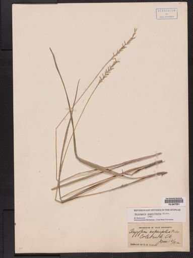 Oryzopsis asperifolia