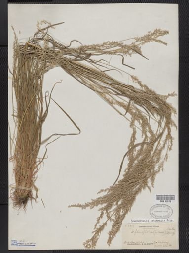 Sphenopholis intermedia