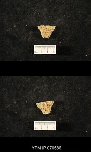 Favosites louisvillensis