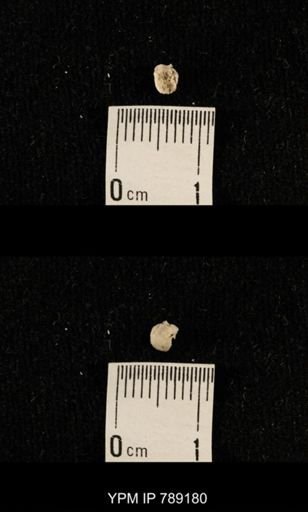 undet. Brachiopoda