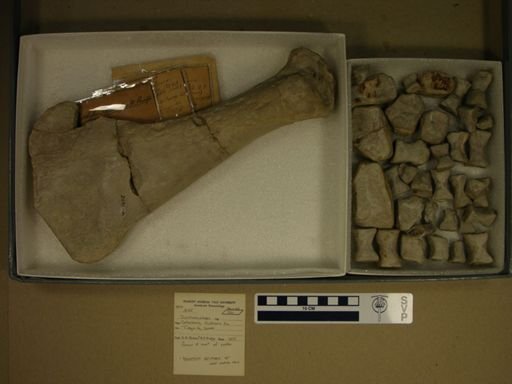Polycotylus dolichopus