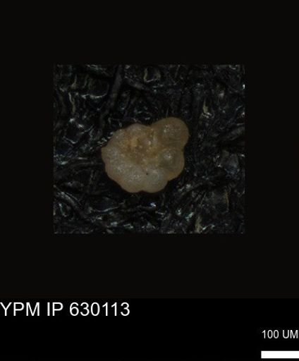 undet. Foraminiferida
