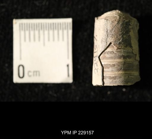 Pseudorthoceras knoxense