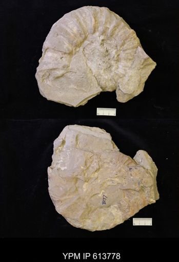 Collignoniceratidae?