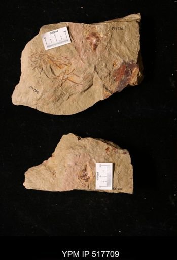 undet. Graptolithina