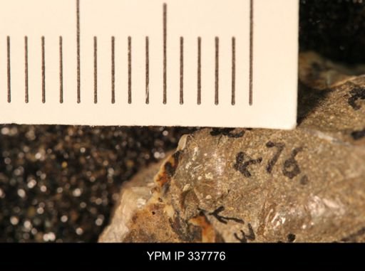 undet. Bivalvia