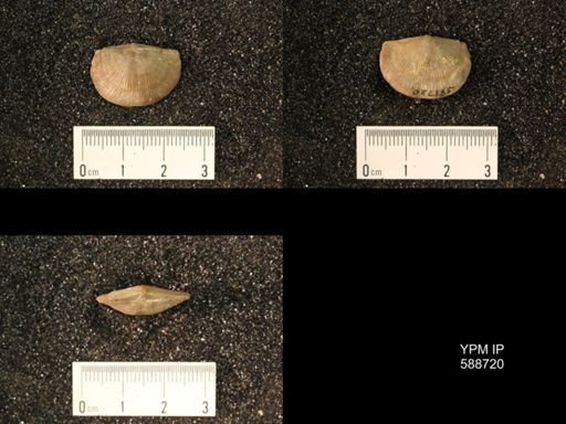 Strophomena sulcata