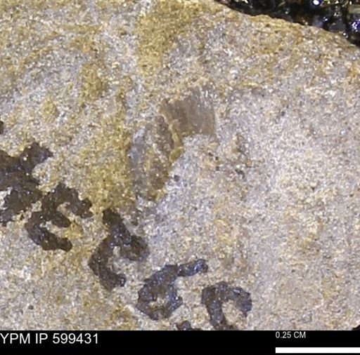 Protocardia subquadrata