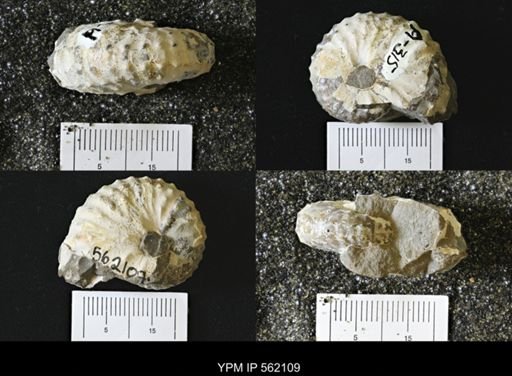 Discoscaphites sp.