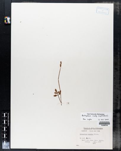 Botrychium simplex