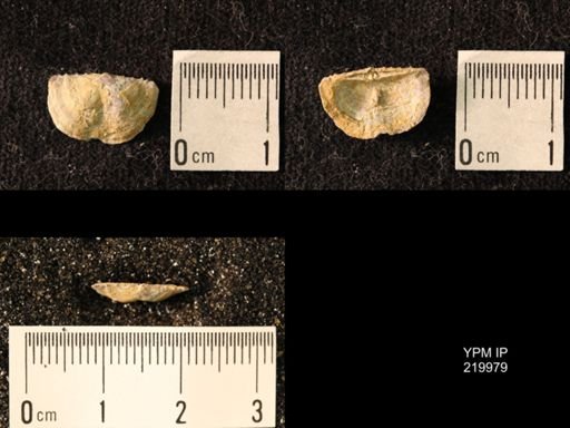 Chonetes sp.