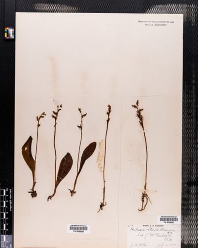 Habenaria
