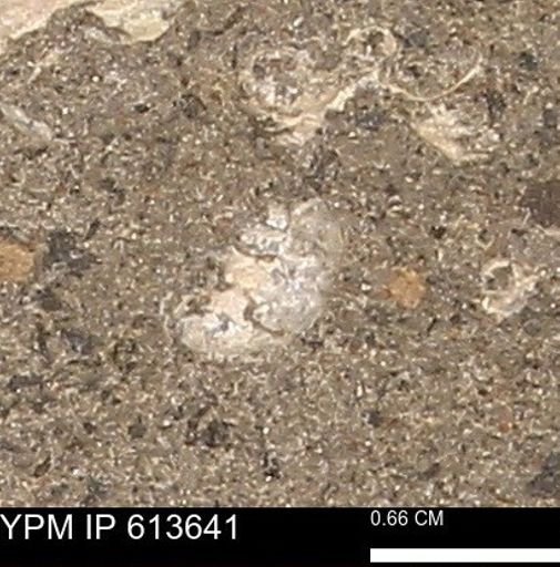 Scaphites sp.