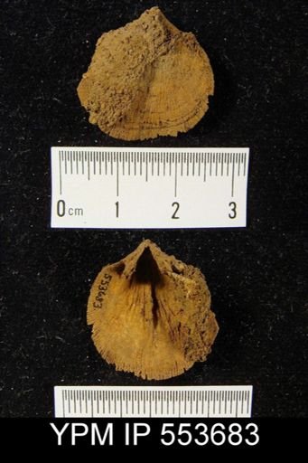Levenea sp.