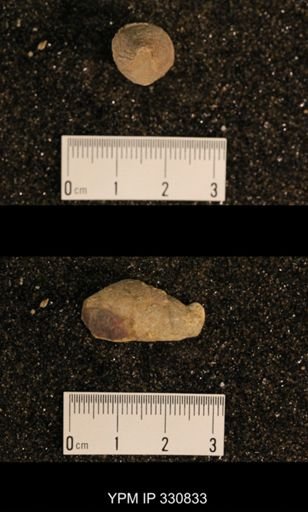 Meekospira peracuta choctawensis