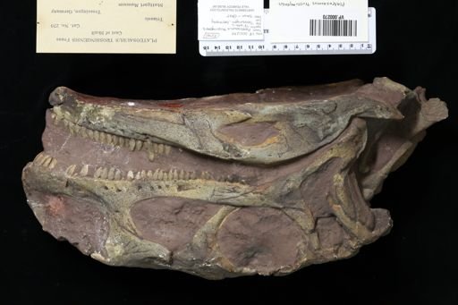 Plateosaurus trossingensis
