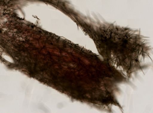 Halichondria