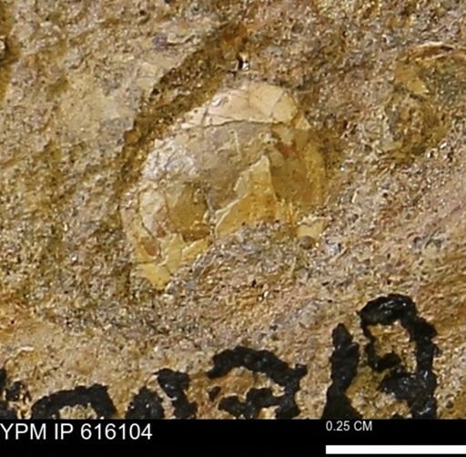 undet. Bivalvia