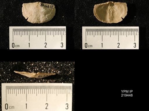 Chonetes granulifer