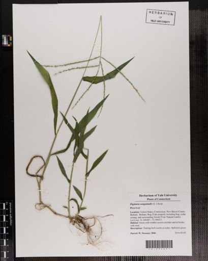 Digitaria sanguinalis