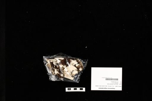 Platysternon megacephalum