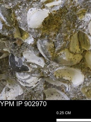 Corbulamella gregaria