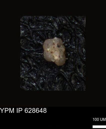 undet. Foraminiferida