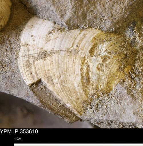 Limopsis striatopunctatus