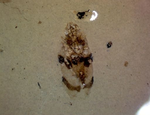 undet. Hemiptera