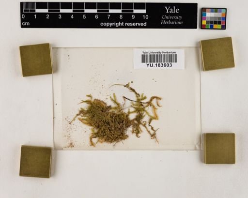 Plantae