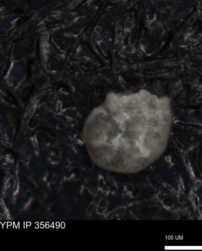 undet. Foraminiferida