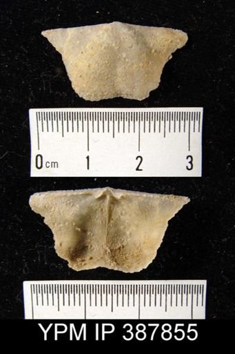 Dyoros sp.