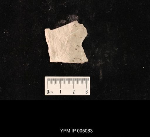 Psocidium minimum