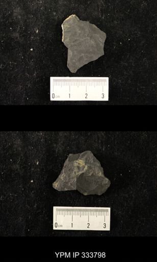 undet. Graptolithina